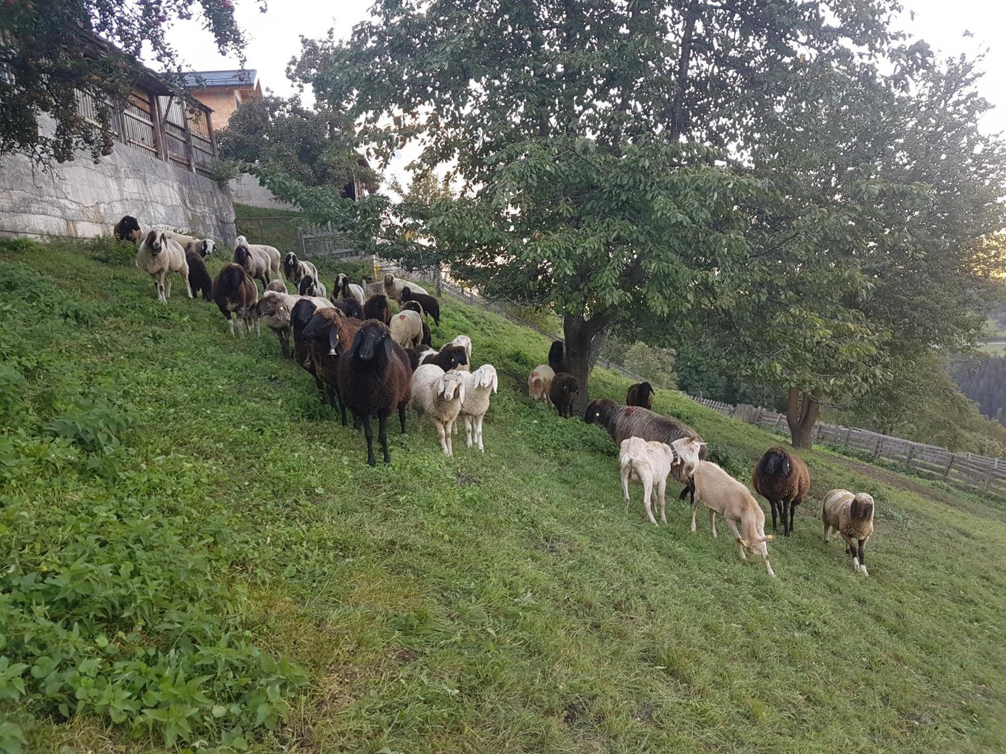 Apart Alpenzeit Арцль  Экстерьер фото